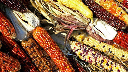 20927_corn_127615.jpg