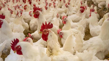 12986_pexelsncfarmbureaumark2253583_216153_crop.jpg