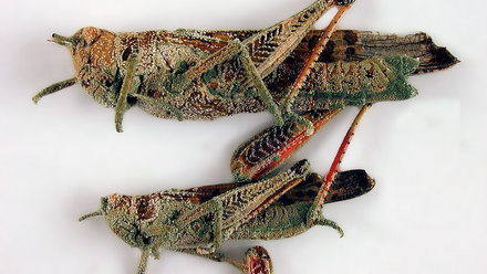 csiro_scienceimage_1367_locusts_attacked_by_the_fungus_metarhizium_245141_crop.jpg