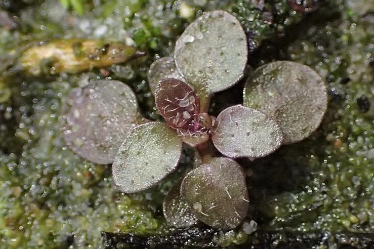 12624_arabidopsis_thaliana_kz06_113330_crop.jpg