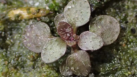 12624_arabidopsis_thaliana_kz06_113330_crop.jpg